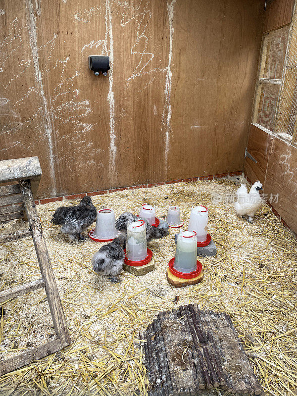 宠物店鸟笼里的一群Silkie母鸡(Gallus Gallus)，毛茸茸的羽毛鸡，木制梯子栖息，食物和水盘子的图像